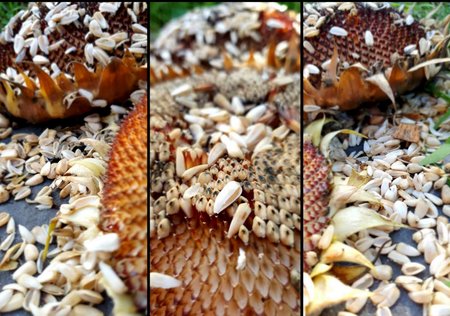 Catriona - Thumbnail